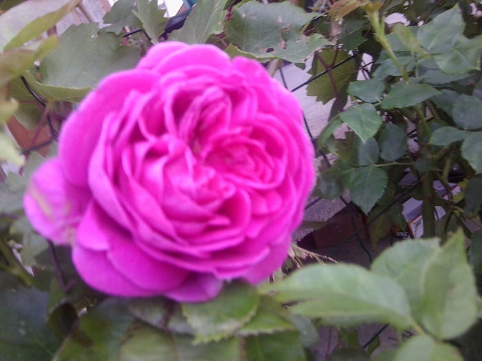 Fotografie3746 - roze 2013