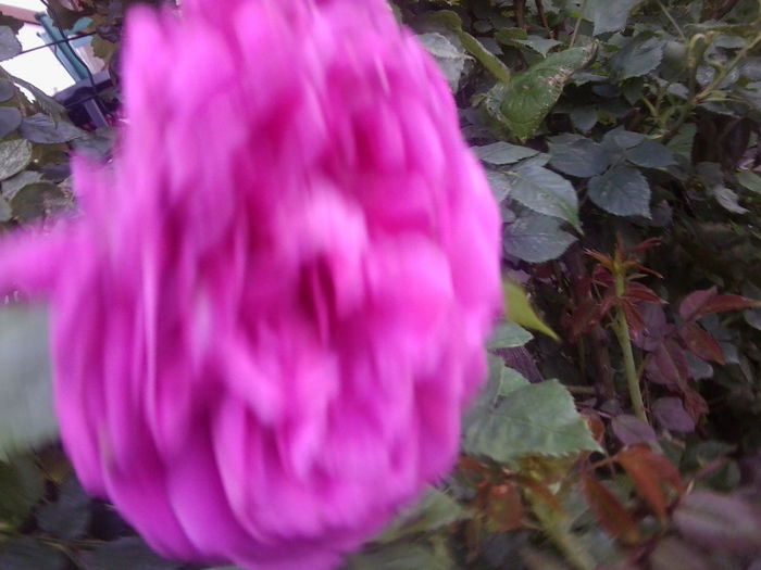 Fotografie3747 - roze 2013