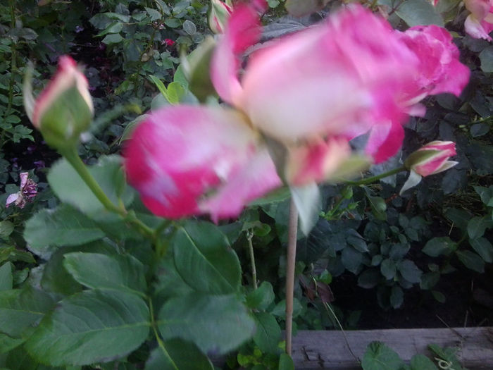 Fotografie3748 - roze 2013