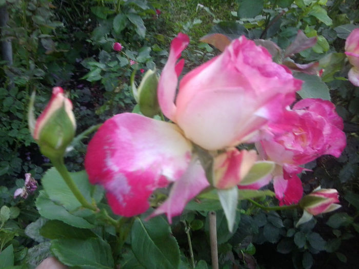Fotografie3749 - roze 2013