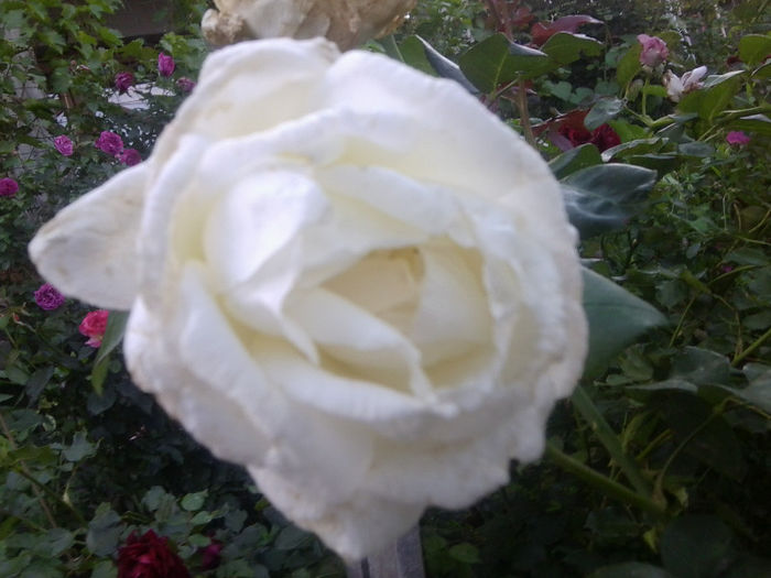 Fotografie3753 - roze 2013