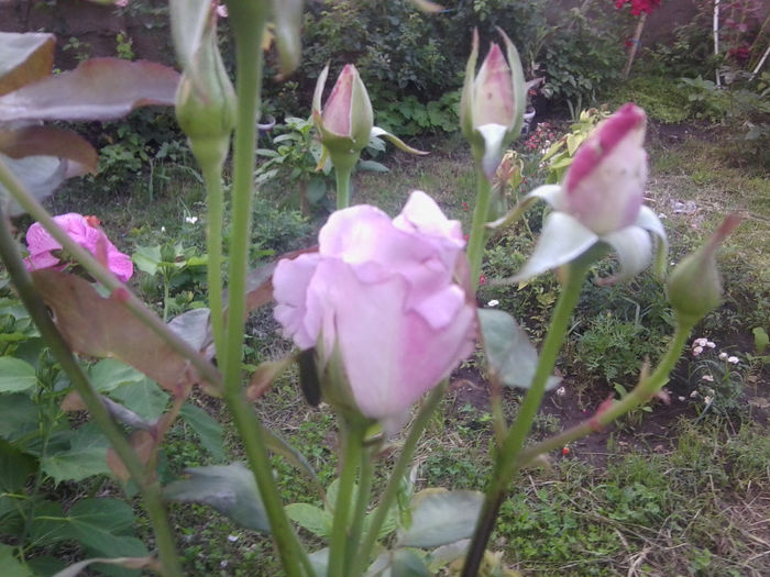 Fotografie3755 - roze 2013
