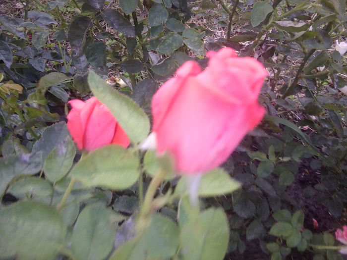 Fotografie3756 - roze 2013