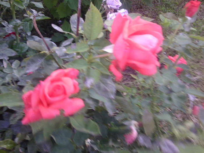Fotografie3757 - roze 2013