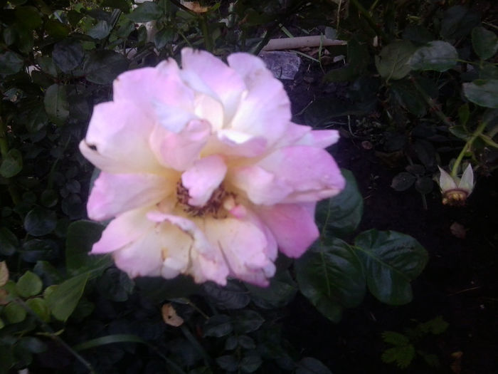 Fotografie3758 - roze 2013
