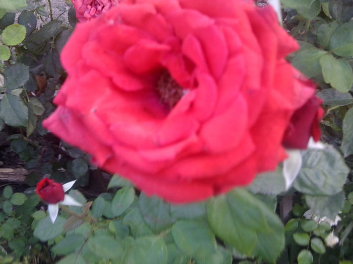 Fotografie3759 - roze 2013