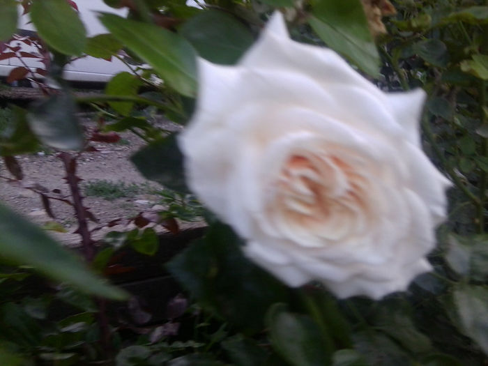 Fotografie3761 - roze 2013