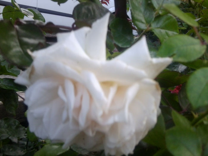 Fotografie3762 - roze 2013