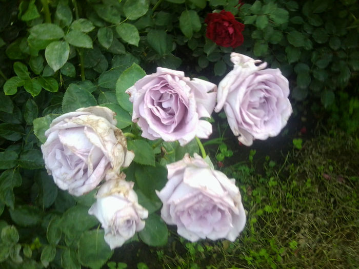 Fotografie3763 - roze 2013