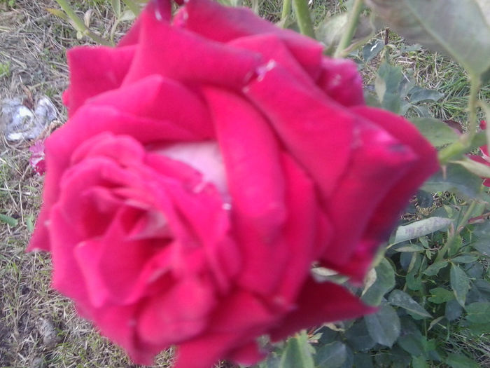 Fotografie3765 - roze 2013