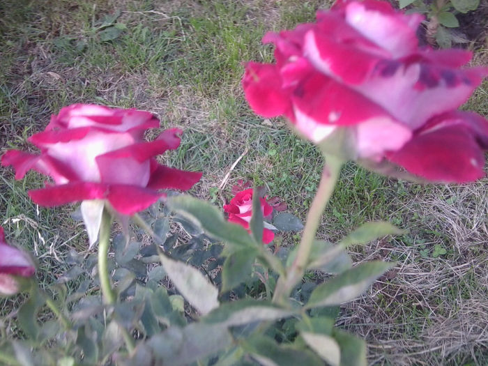 Fotografie3766 - roze 2013