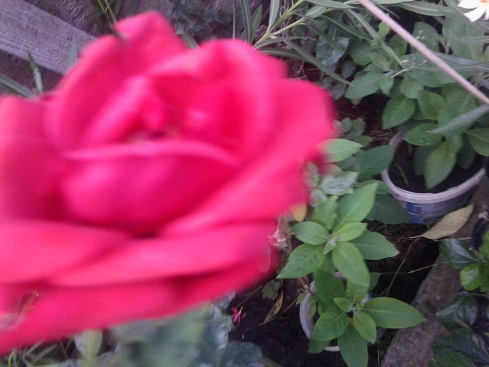 Fotografie3772 - roze 2013