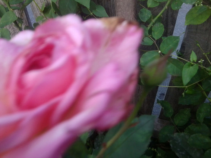 Fotografie3773 - roze 2013
