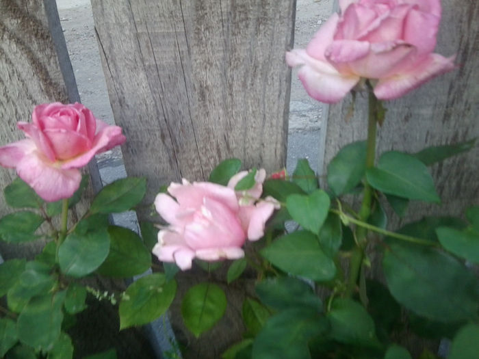 Fotografie3774 - roze 2013