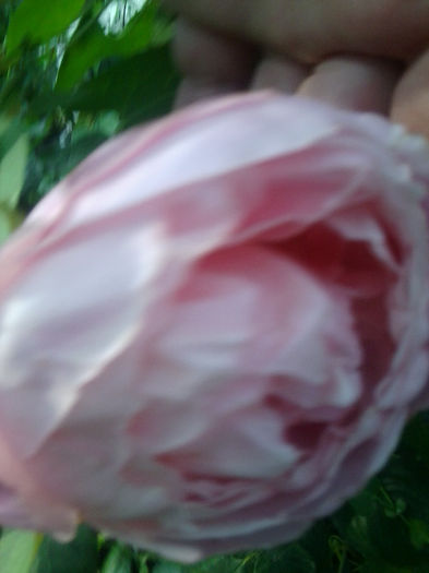 Fotografie3776 - roze 2013