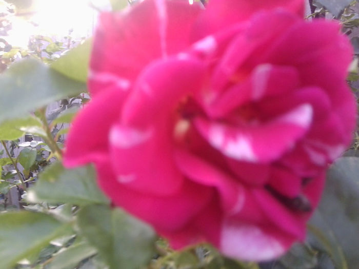 Fotografie3781 - roze 2013