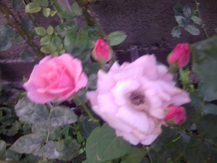 Fotografie3782 - roze 2013