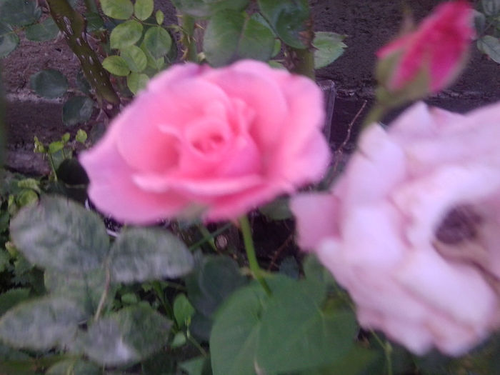 Fotografie3783 - roze 2013