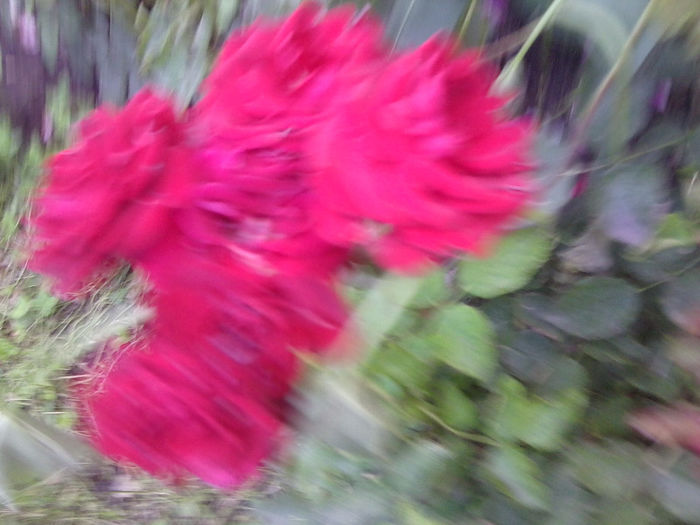Fotografie3787 - roze 2013