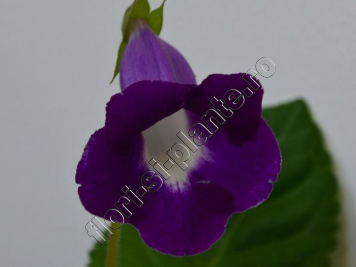 Luci s Agat Bell - GLOXINIA_SINNINGIA - Hibrizii mei -My hybrids