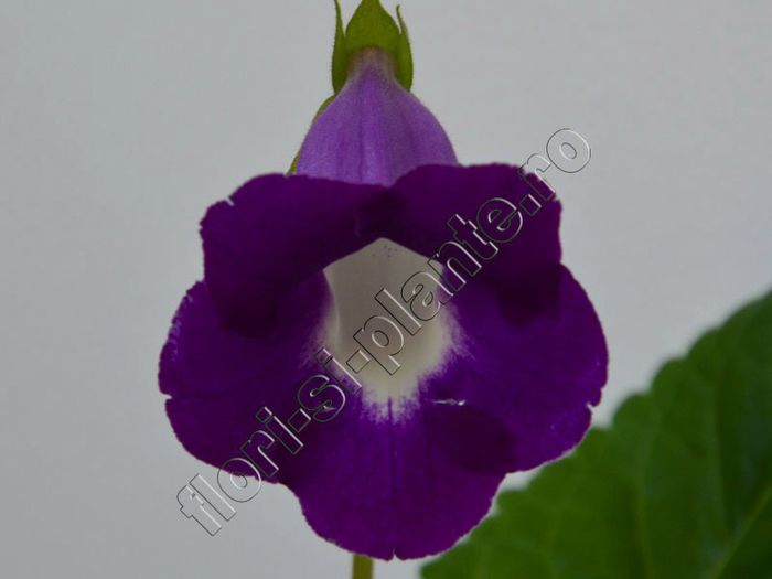 Luci s Agat Bell - GLOXINIA_SINNINGIA - Hibrizii mei -My hybrids