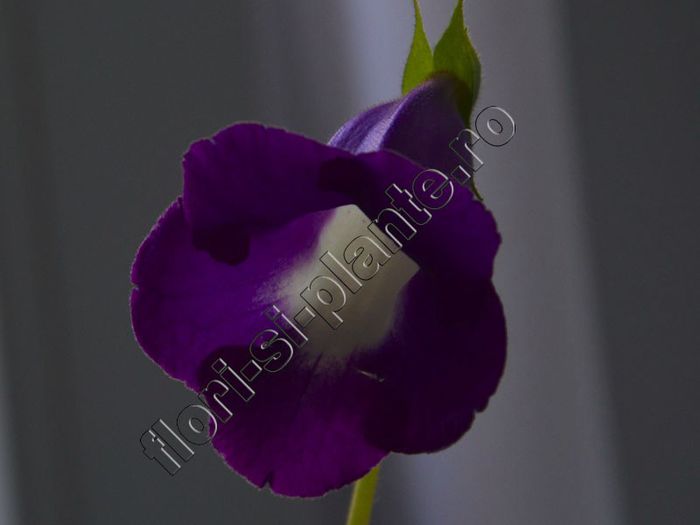 Luci s Agat Bell - GLOXINIA_SINNINGIA - Hibrizii mei -My hybrids