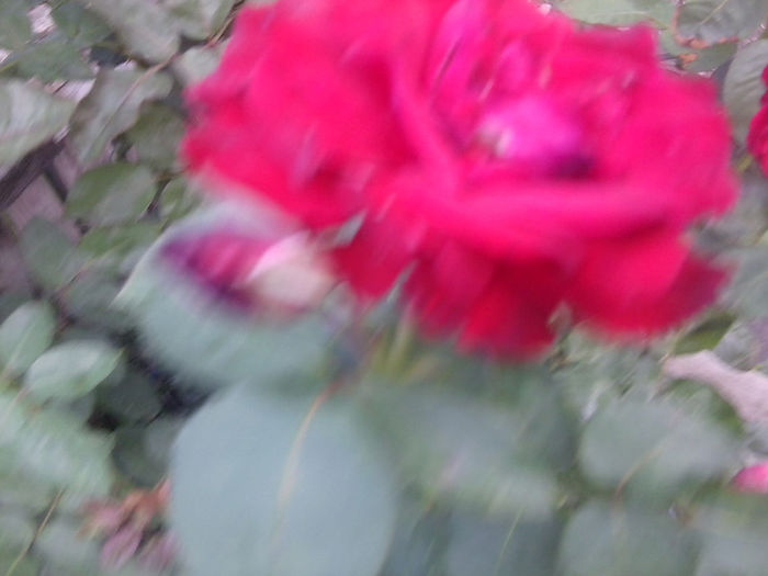 Fotografie3791 - roze 2013