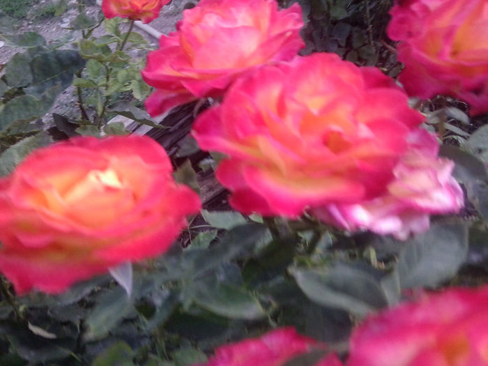 Fotografie3795 - roze 2013