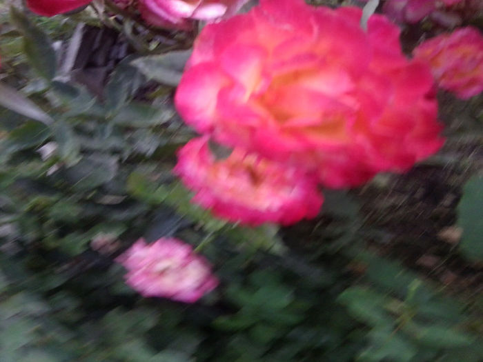 Fotografie3796 - roze 2013