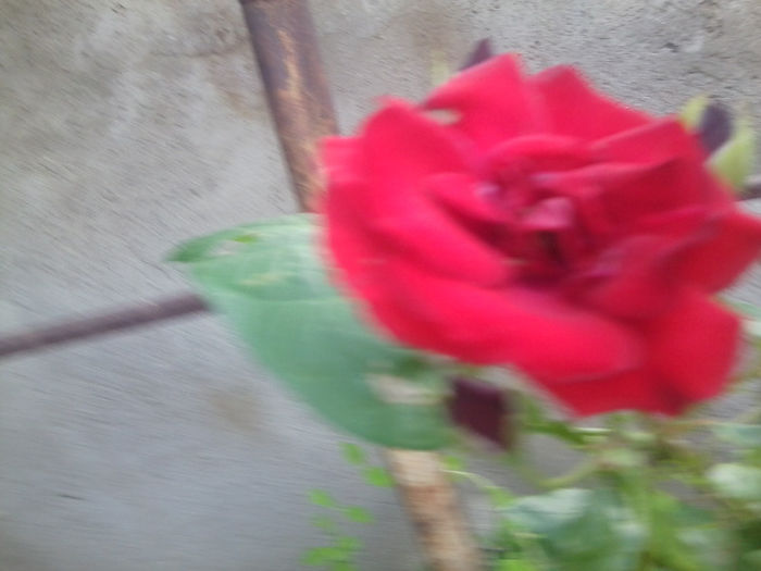 Fotografie3798 - roze 2013