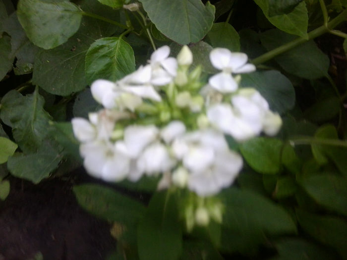 Fotografie3802 - flori de gradina 2013-2