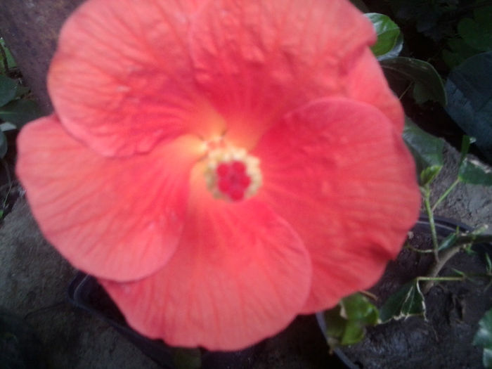 Fotografie3841 - hibiscusi 2013-1