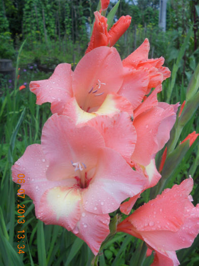 DSCN3686 - Gladiole 2013-2014