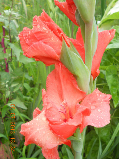 DSCN3687 - Gladiole 2013-2014