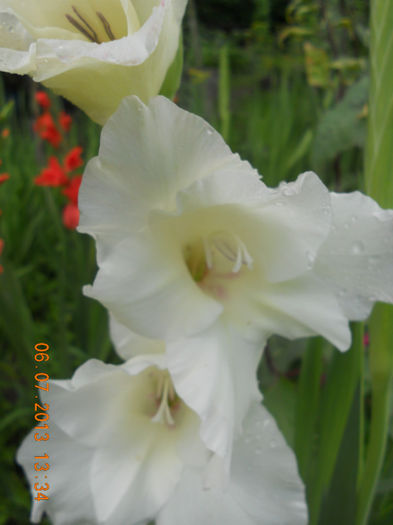 DSCN3689 - Gladiole 2013-2014