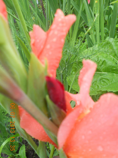 DSCN3691 - Gladiole 2013-2014