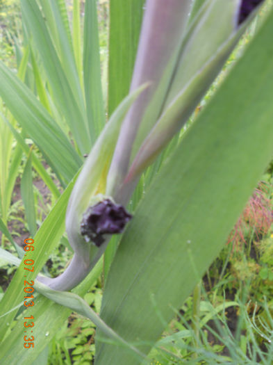 DSCN3692 - Gladiole 2013-2014