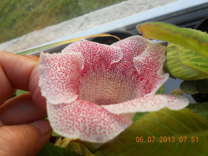 DSCN3668 - Gloxinia 2013-2014