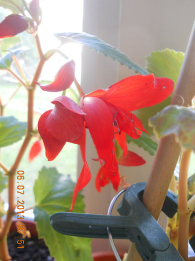 DSCN3669 - Balcon 2012-2013-2014
