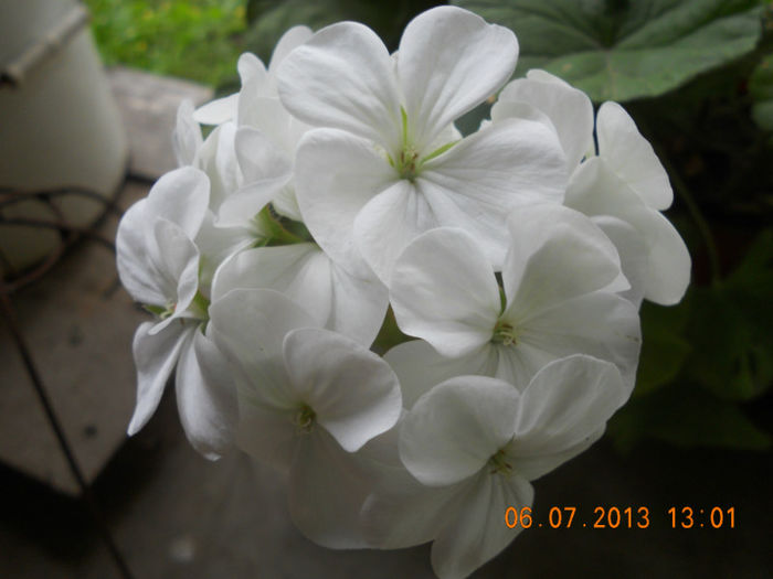 DSCN3682