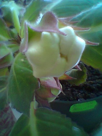 Fotogr.0733 - Gloxinii