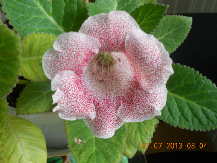 DSCN3704 - Gloxinia 2013-2014