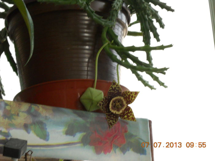 005 - IULIE 2013