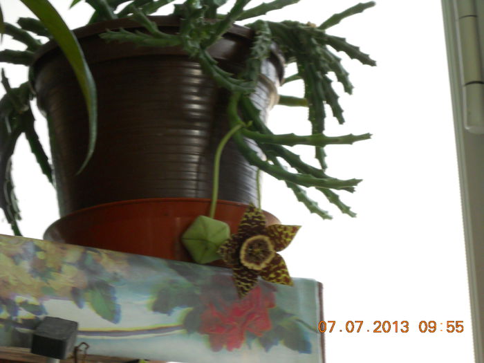 006 - IULIE 2013