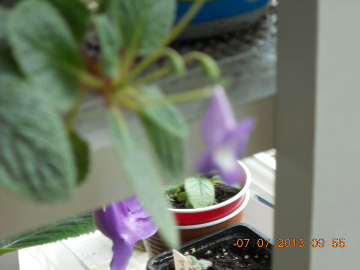 eucodonia - IULIE 2013