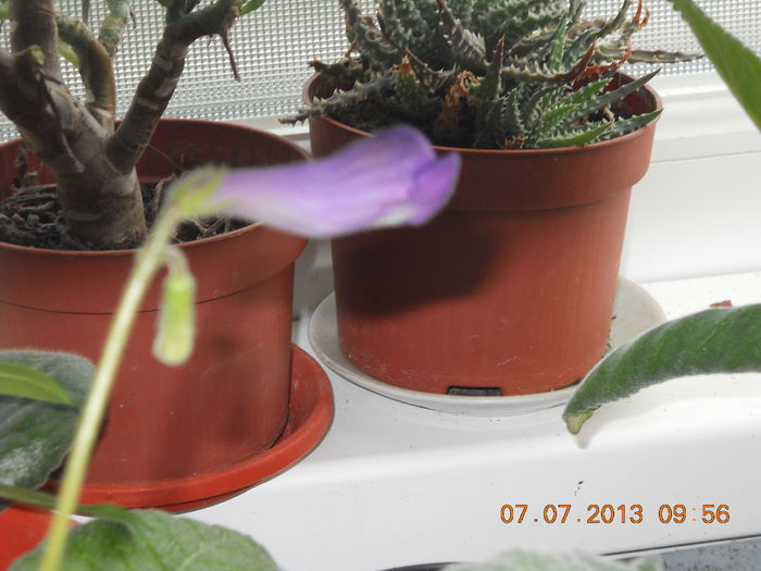 streptocarpus - IULIE 2013