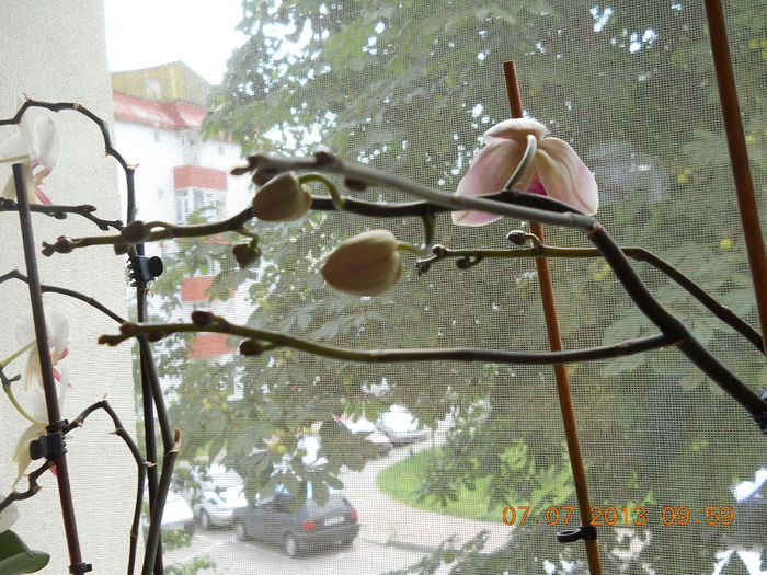 017 - IULIE 2013