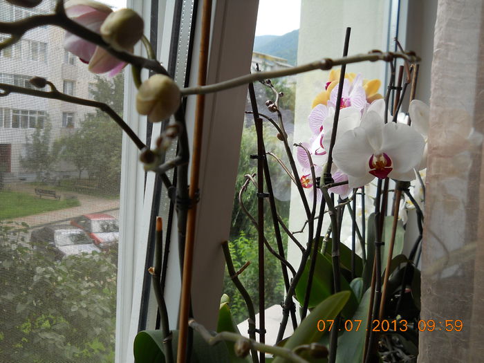 018 - IULIE 2013