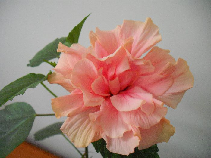 Classic Apricot; Cadou fata
