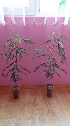 1 - 1 Gladita germinare -Gladitsia Triachantos 2011
